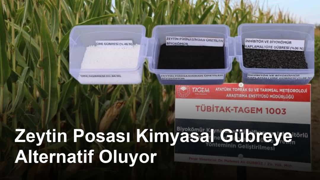 Zeytin Posası Kimyasal Gübreye Alternatif Oluyor
