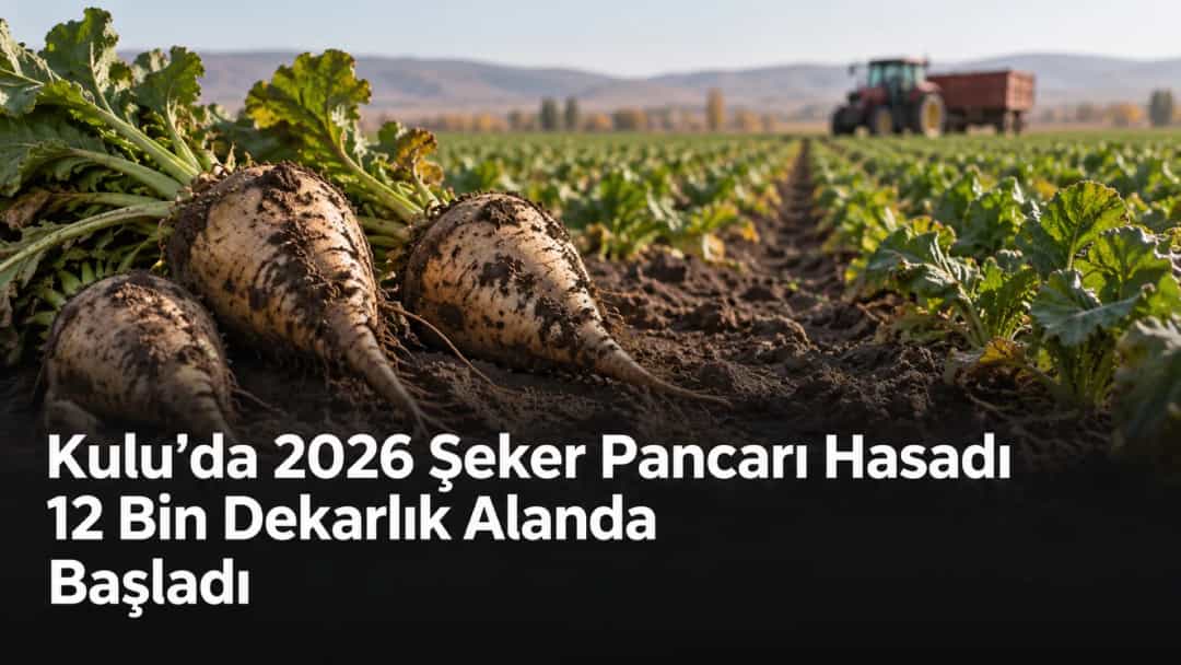 Kulu’da 2026 Şeker Pancarı Hasadı 12 Bin Dekarlık Alanda Başladı