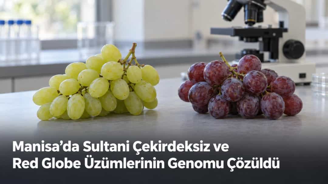 Manisa’da Sultani Çekirdeksiz ve Red Globe Üzümlerinin Genomu Çözüldü