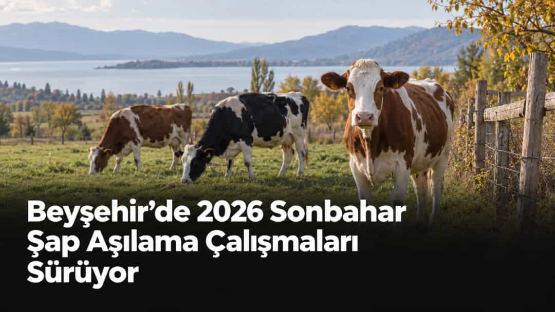 Beyşehir’de 2026 Sonbahar Şap Aşılama Çalışmaları Sürüyor