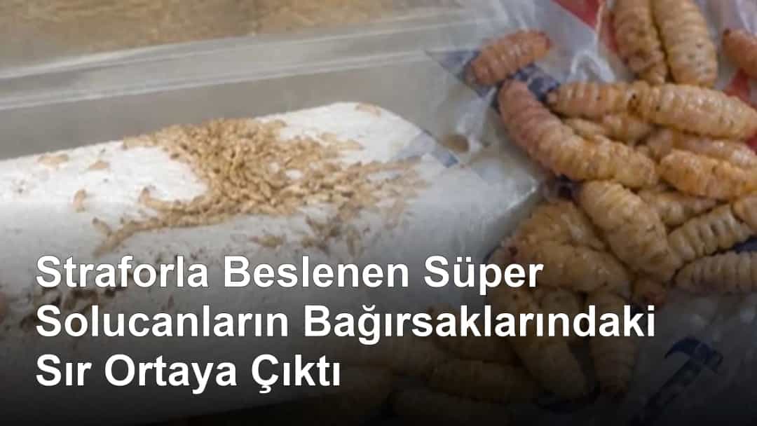 Straforla Beslenen Süper Solucanların Bağırsaklarındaki Sır Ortaya Çıktı