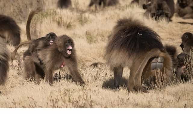 ‘Maymun Savaşları’, 28 Eylül Pazar 20.00’de National Geographic WILD Ekranlarında! görseli
