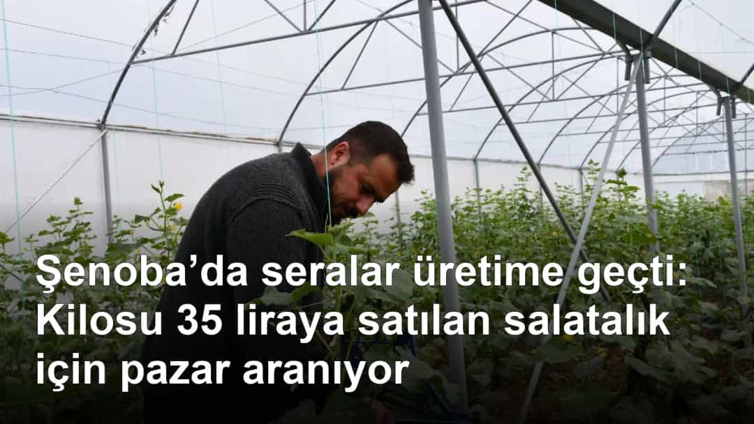 Şenoba’da seralar üretime geçti: Kilosu 35 liraya satılan salatalık için pazar aranıyor