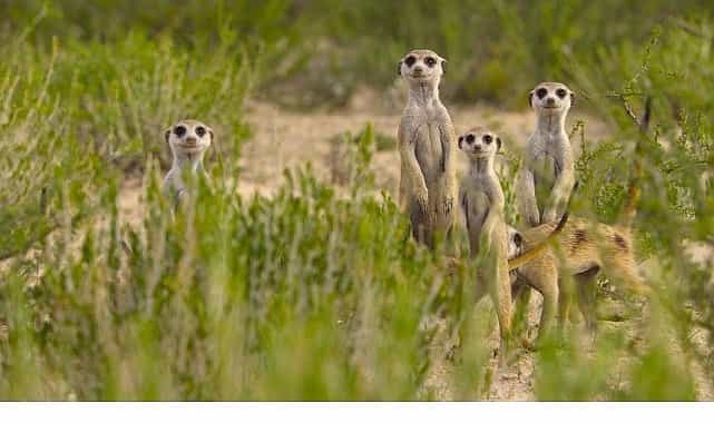 ‘Doğanın Dahileri’, 20 Ağustos Çarşamba 20.00’de National Geographic WILD Ekranlarında! görseli