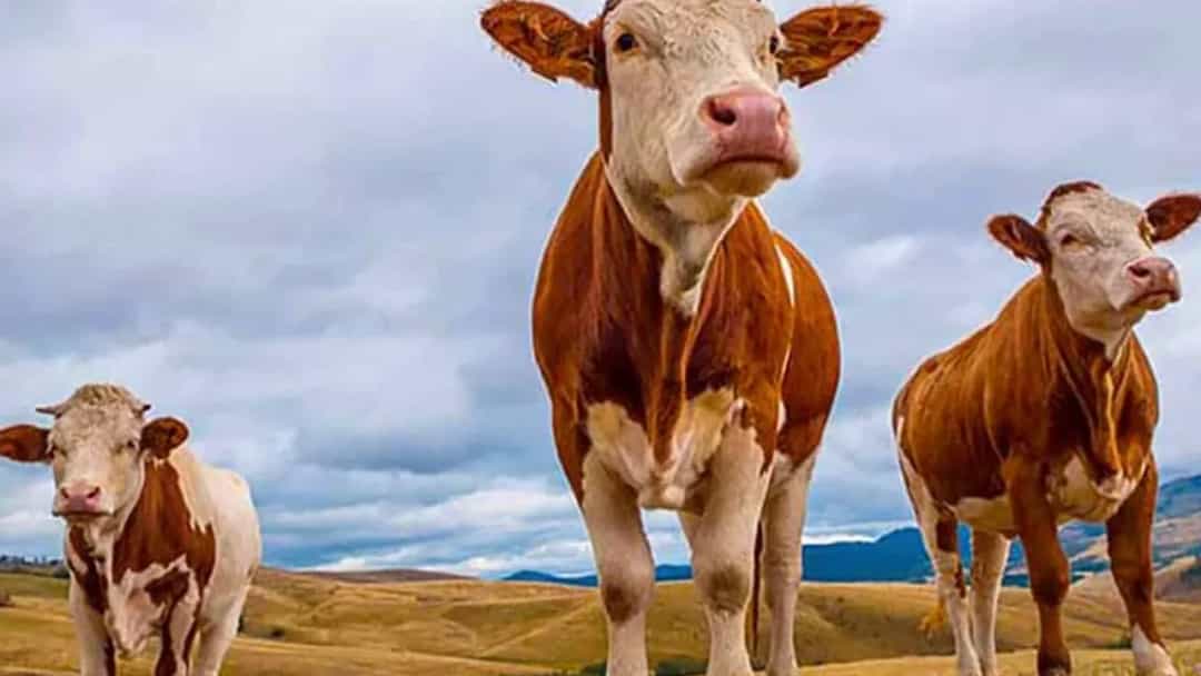 Kurban Bayramı'na sayılı gün kaldı... Kurbanlık hayvan düzeyi yeterli mi? görseli