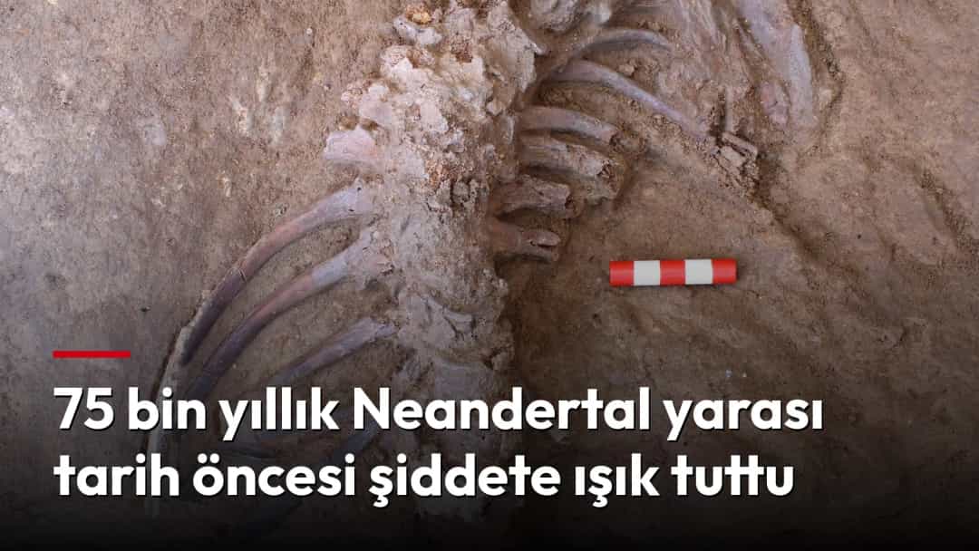 Kazı alanında ortaya çıkarılan Neandertal kalıntılarının kaburga ve omurga bölümü, ölçek çubuğuyla birlikte görüntüleniyor.