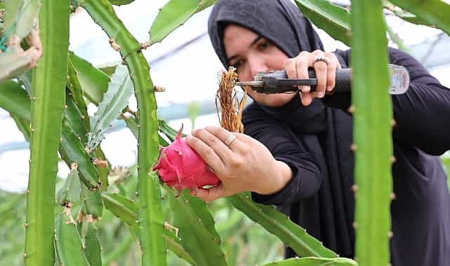 Büyükşehir’den üreticilere katma değeri yüksek alternatif ürün desteği görseli