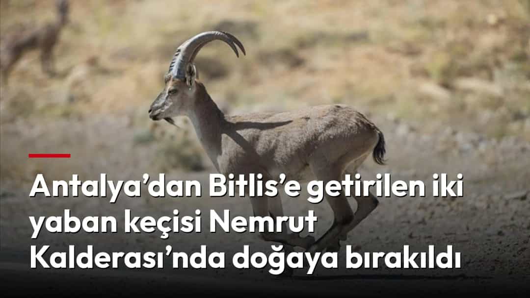 Nemrut Kalderası’nda doğaya bırakılan yaban keçisi.