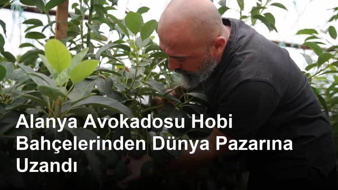 Alanya Avokadosu Hobi Bahçelerinden Dünya Pazarına Uzandı