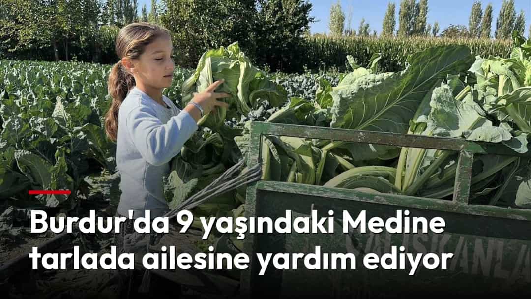 Bir kız çocuğu tarlada topladığı büyük yapraklı sebzeleri kasaya yerleştiriyor.