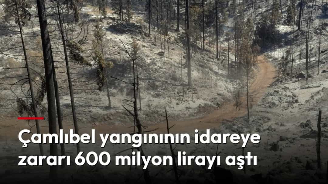 Yangın sonrası ağaçları yanmış ve zemini küle dönmüş ormanlık alan