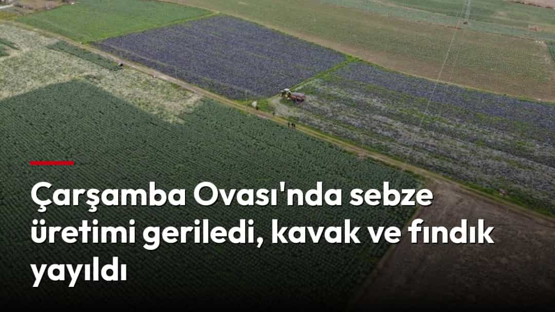 Çarşamba Ovası’nda farklı ürünlerin yetiştirildiği tarım arazileri ve ekili tarlalar.