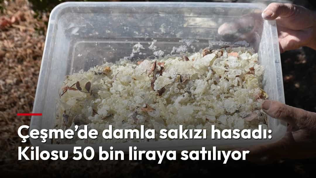Hasat edilen damla sakızı parçaları plastik bir kapta sergileniyor.