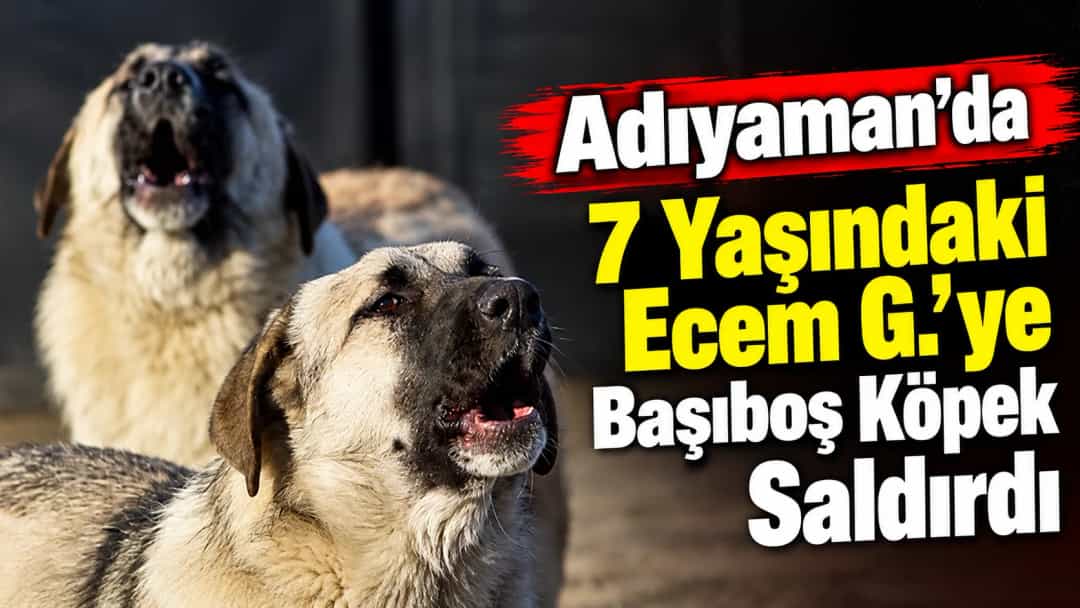 Adıyaman’da 7 Yaşındaki Ecem G.’ye Başıboş Köpek Saldırdı
