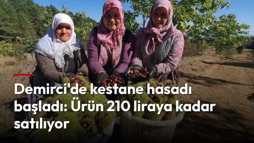 Kadınlar, hasat ettikleri kestaneleri ve dikenli kestane kabuklarını sepetlerde sergiliyor.
