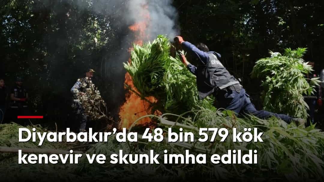 Görevliler, açık alanda kenevir bitkilerini ateşe vererek imha ediyor.