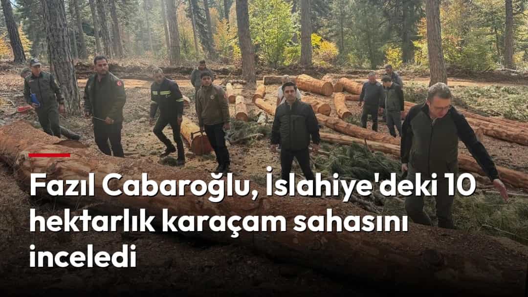 Ormanlık alanda kesilmiş karaçam kütüklerinin arasında inceleme yapan görevliler