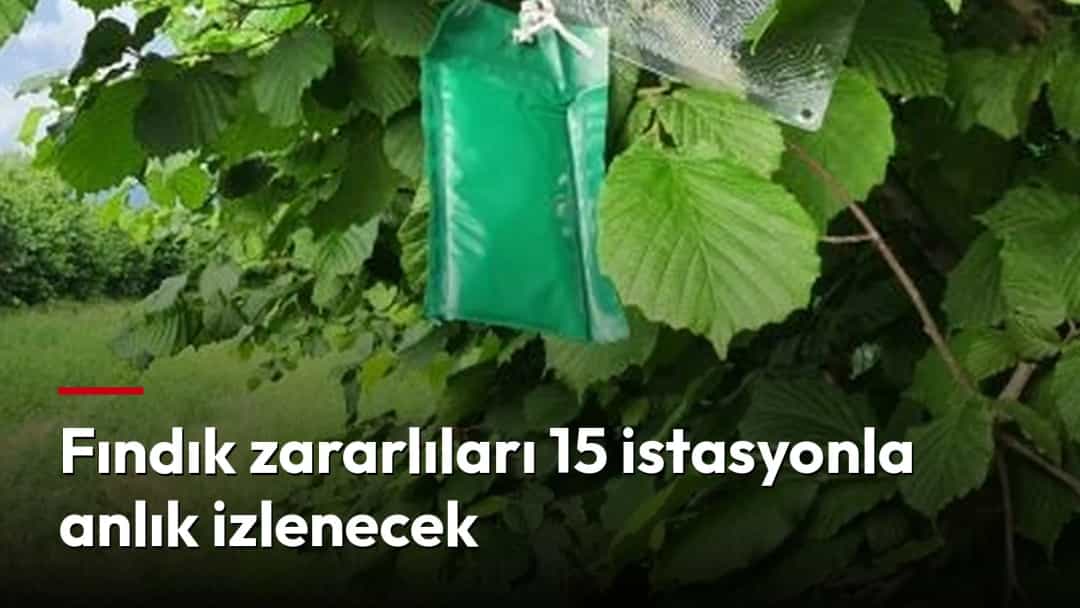 Fındık bahçesinde zararlıları izlemek için ağaç dalına asılmış böcek tuzağı
