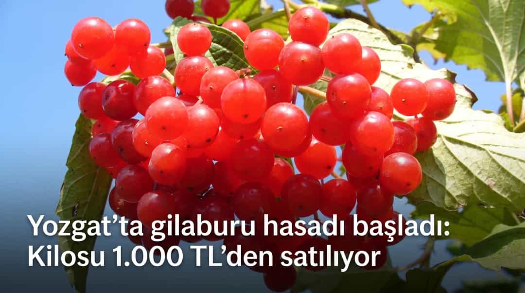 Yozgat’ta gilaburu hasadı başladı: Kilosu 1.000 TL’den satılıyor