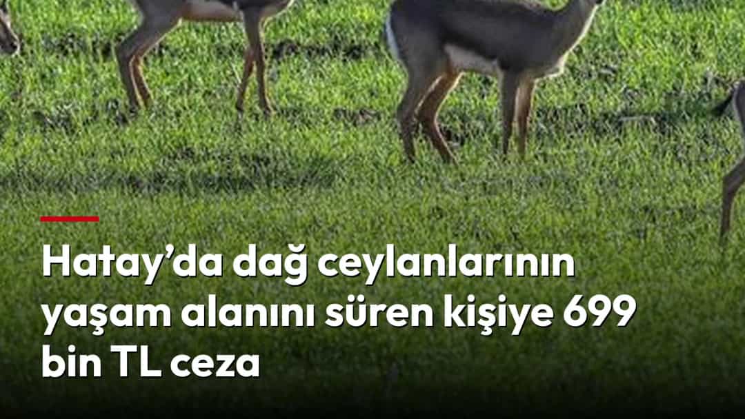 Yeşil bir tarlada otlayan dağ ceylanları; arka planda sürülmüş arazi görülüyor.