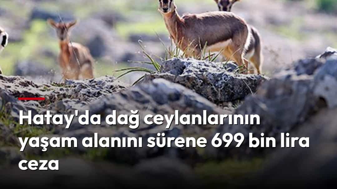 Kayalık ve otlarla kaplı doğal yaşam alanında duran dağ ceylanları.