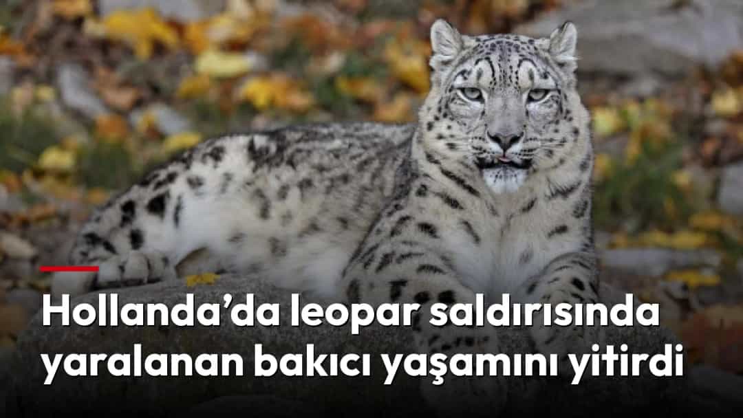 Bir kar leoparı kayalık bir zeminde dinleniyor.