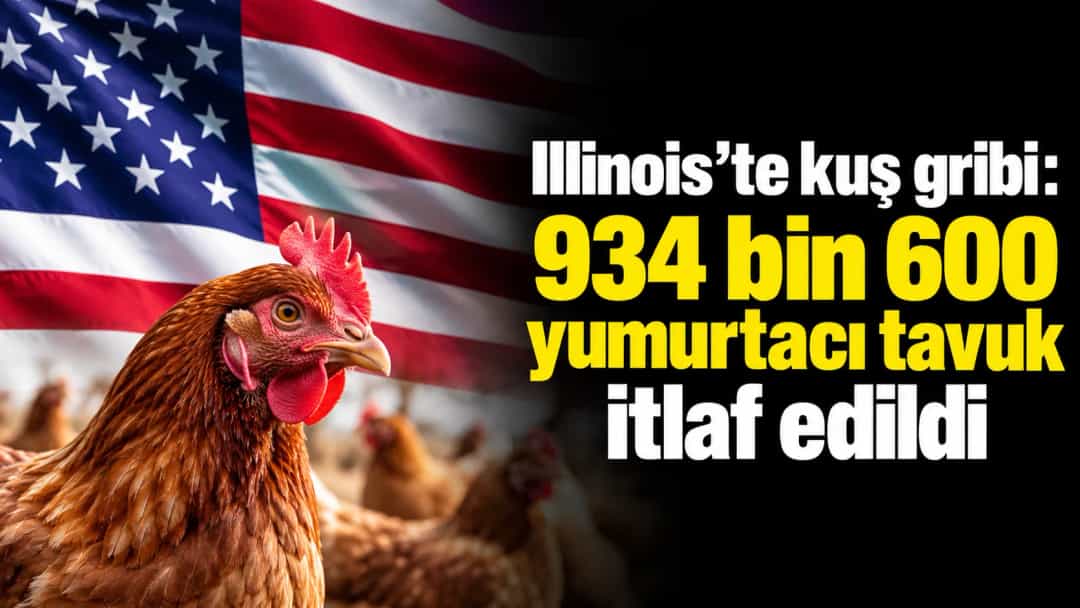 Illinois’te kuş gribi: 934 bin 600 yumurtacı tavuk itlaf edildi