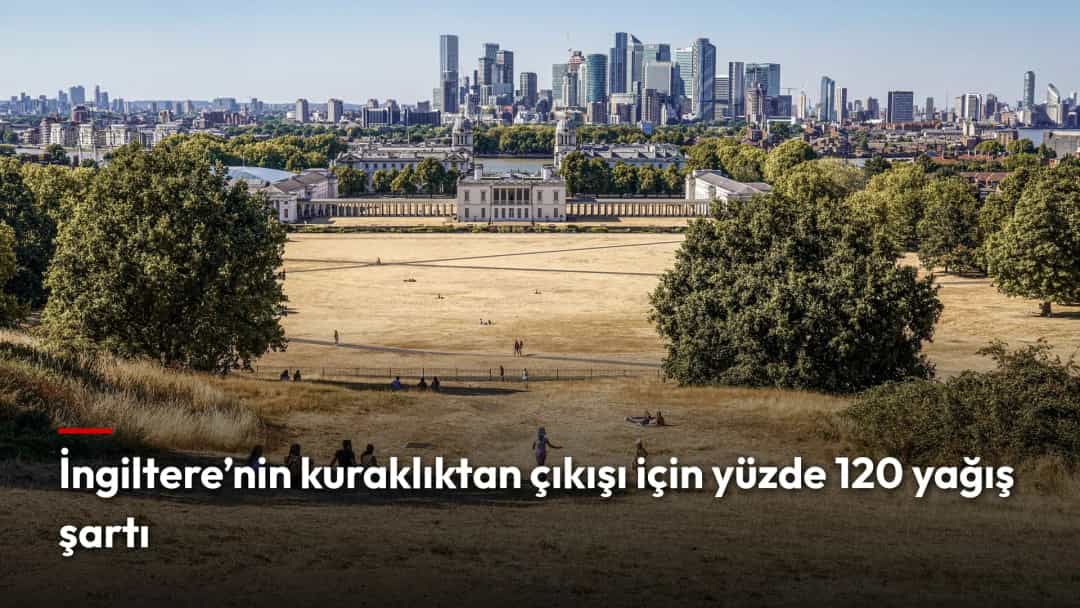 Kuraklık nedeniyle sararan Londra'daki Greenwich Parkı