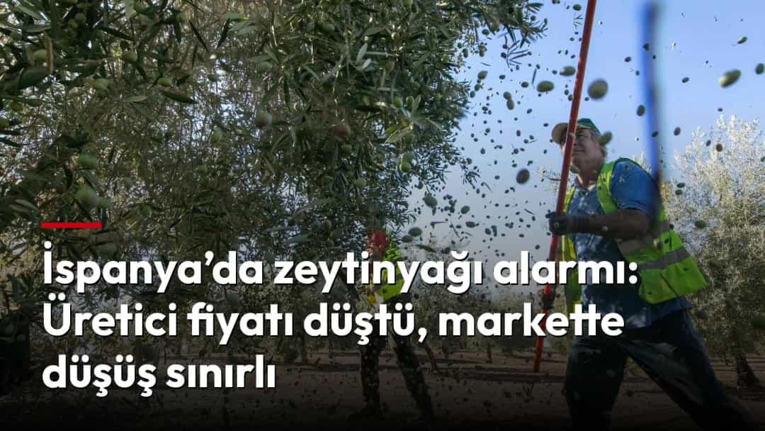 İşçiler zeytin ağaçlarının altında hasat yapıyor.