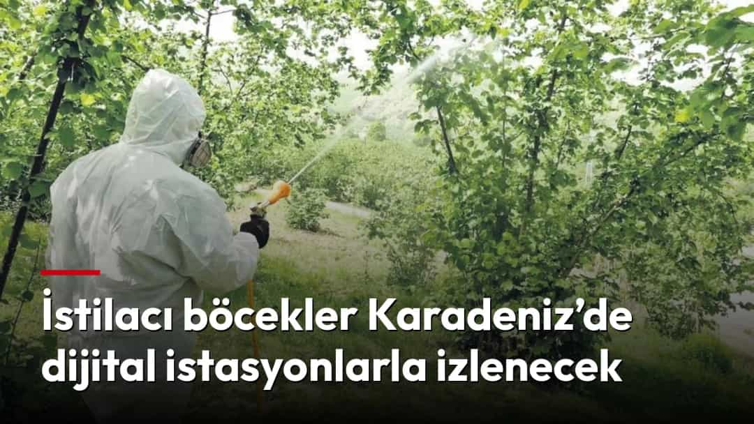 Koruyucu kıyafet giyen bir kişi meyve bahçesindeki ağaçlara ilaçlama yapıyor.