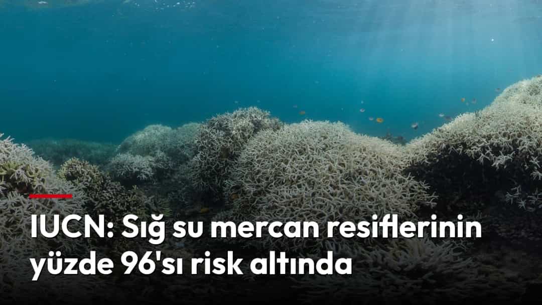 Sığ sularda beyazlamış mercanların oluşturduğu resif.