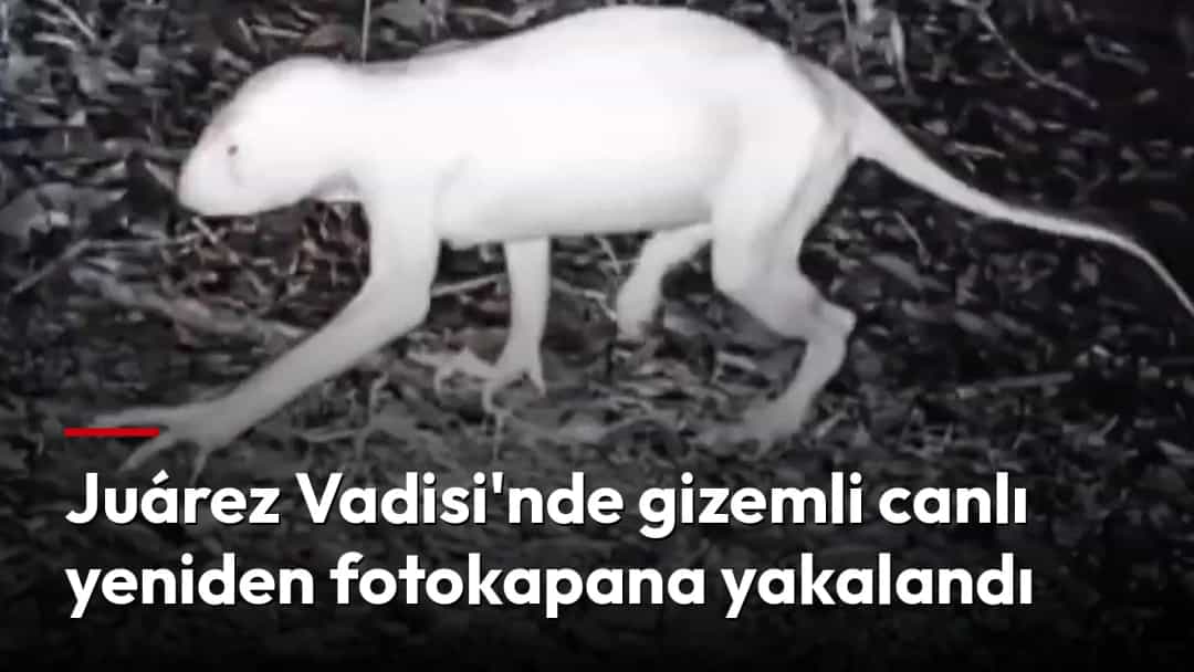 Gece fotokapan görüntüsünde orman zemini üzerinde yürüyen açık renkli, gizemli bir hayvan.