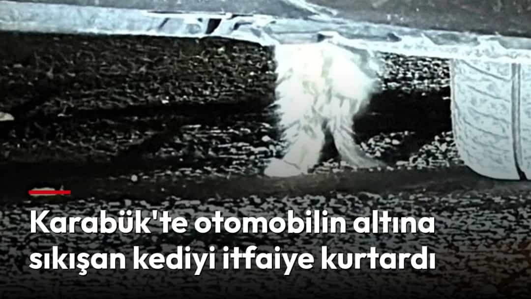 Bir otomobilin ön kısmının altında sıkışan beyaz kedi