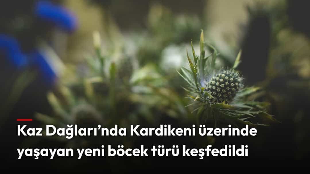 Dikenli bir bitkinin yakın plan görüntüsü (temsili)