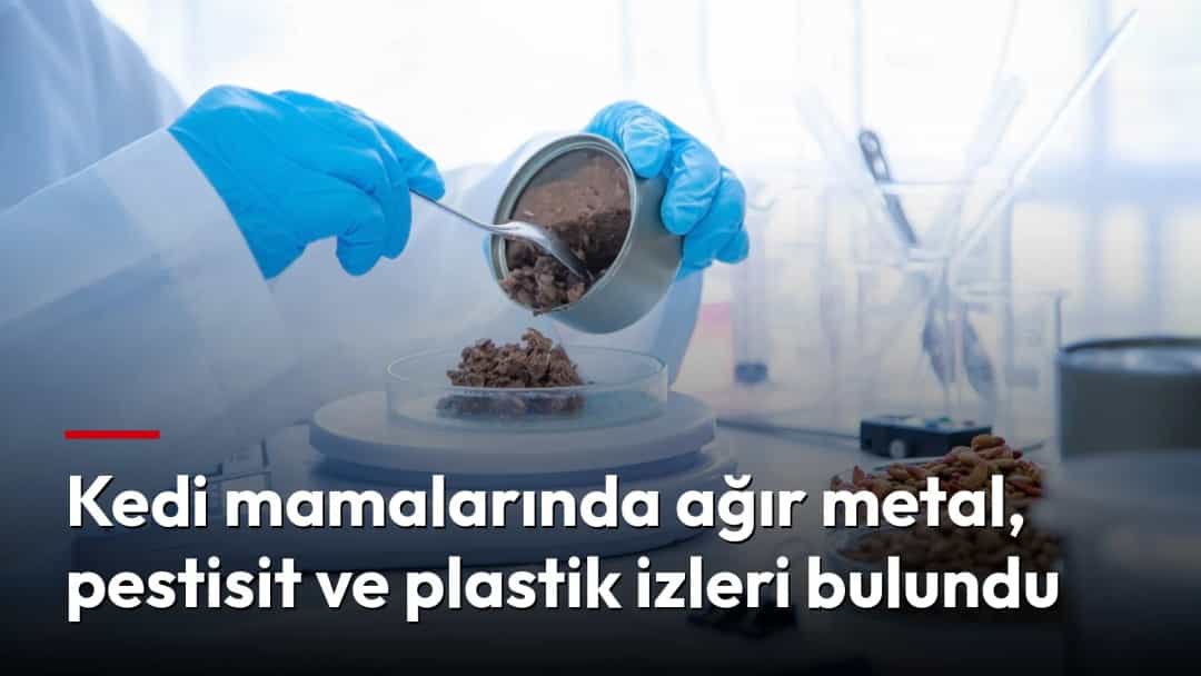 Laboratuvarda eldivenli bir uzman, kedi mamasını tartarak inceliyor.