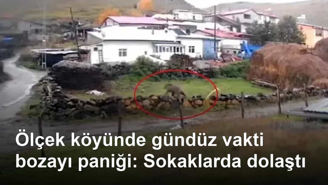 Ölçek köyünde gündüz vakti bozayı paniği: Sokaklarda dolaştı