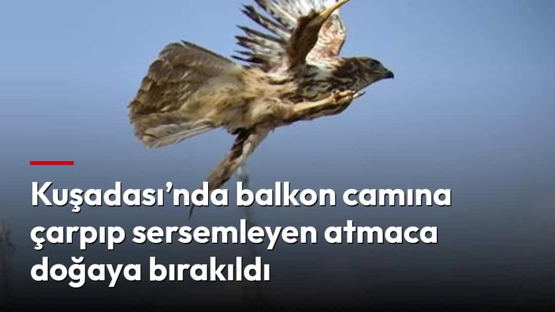 Serbest bırakılan atmaca, doğaya doğru kanat çırparken.