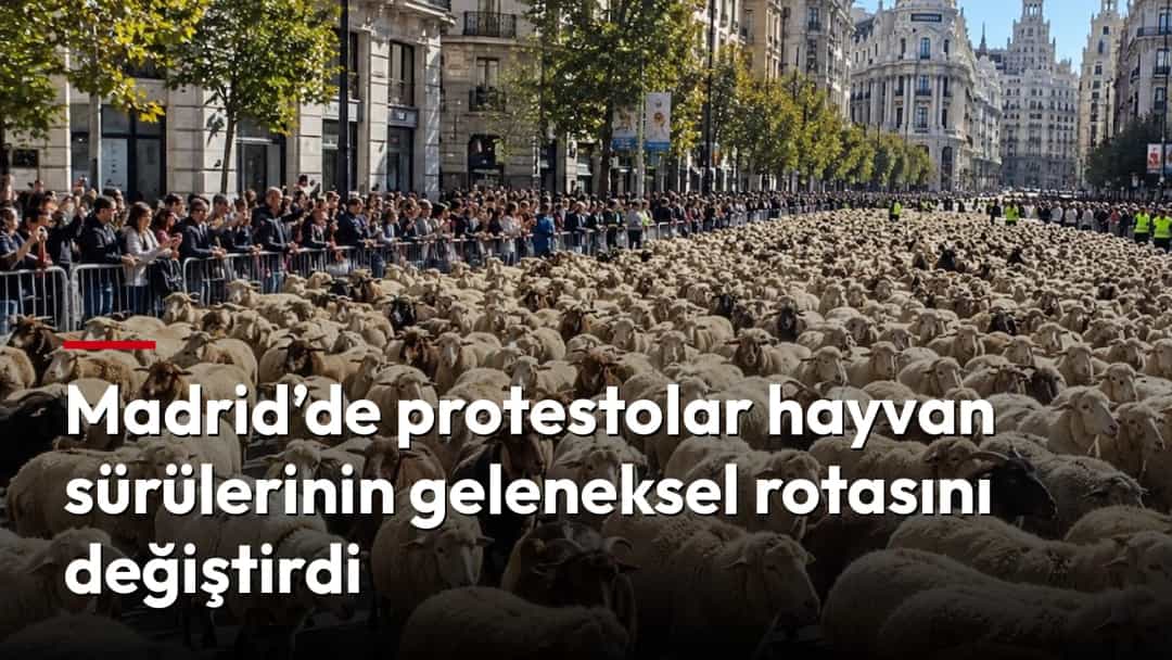 Madrid’in şehir merkezindeki caddede, kalabalık izleyicilerin önünden ilerleyen büyük bir koyun sürüsü.