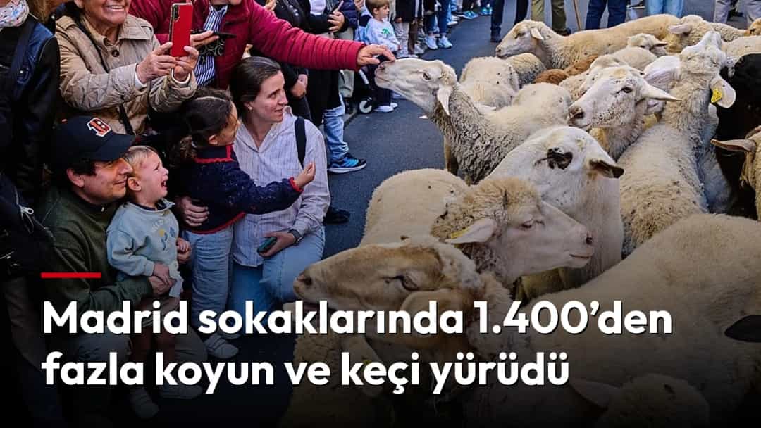 Madrid sokaklarında yürüyen koyun ve keçi sürüsü, etraflarında hayvanları izleyen insanlar.