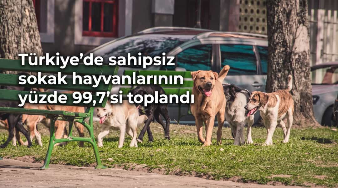 Türkiye’de sahipsiz sokak hayvanlarının yüzde 99,7’si toplandı