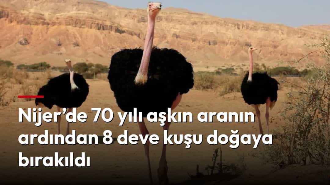 Çöl arazisinde duran üç deve kuşu.