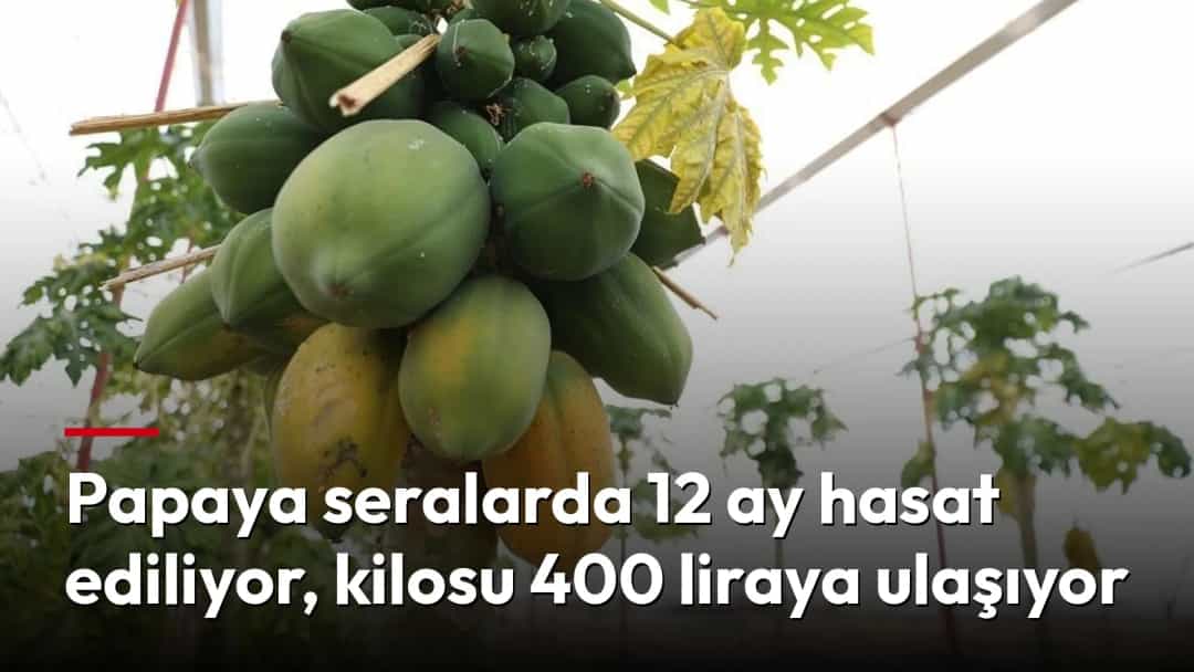 Serada bir papaya ağacında olgunlaşan papayalar