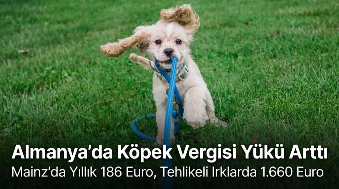 Almanya’da Köpek Vergisi Yükü Arttı: Mainz’da Yıllık 186 Euro, Tehlikeli Irklarda 1.660 Euro