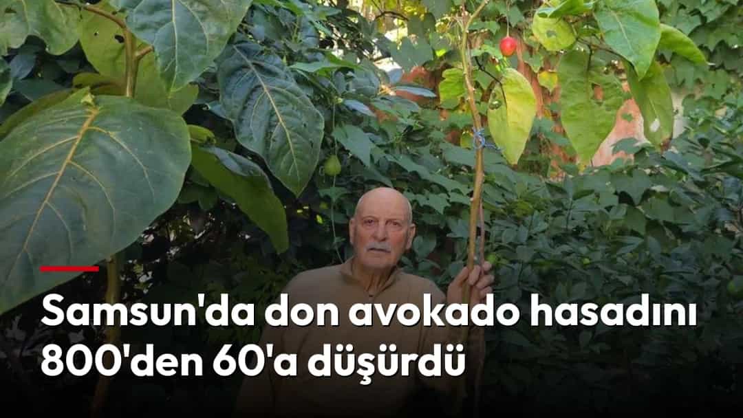 Bir çiftçi, avokado ağaçlarının bulunduğu bahçede bir ağacın yanında duruyor.