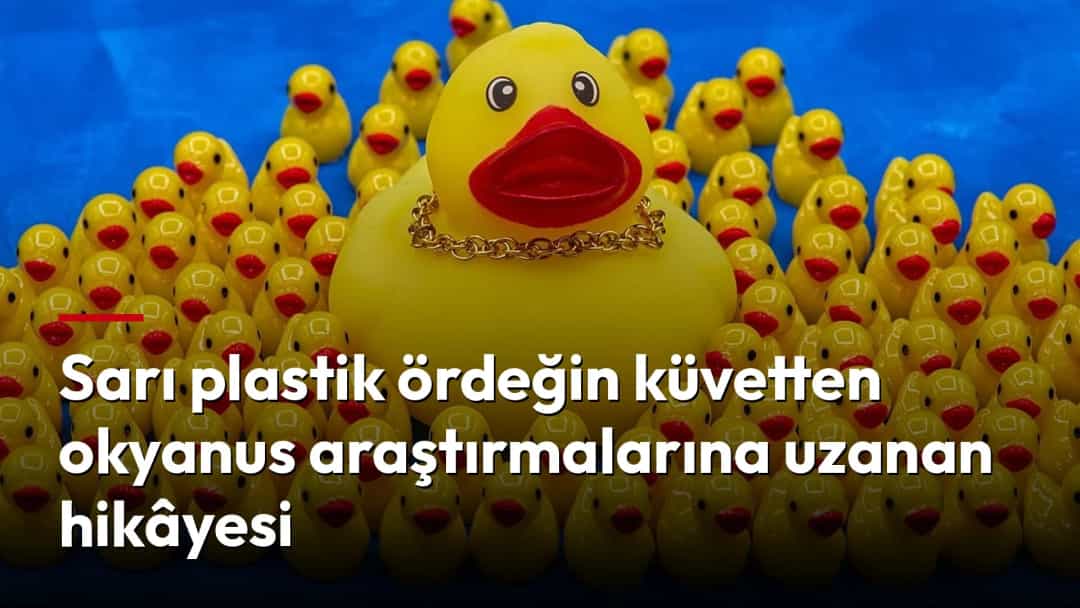 Büyük sarı plastik ördek, çok sayıda küçük sarı ördeğin arasında duruyor.