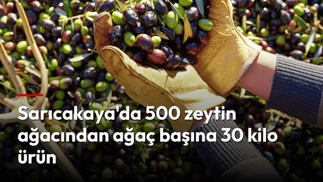 Eldivenli bir el, hasat edilmiş zeytinleri tutuyor.