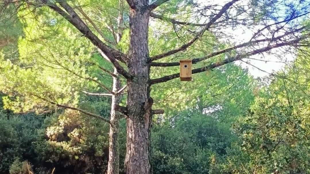 Ormanlık alanda bir ağacın gövdesine asılmış kuş yuvası.