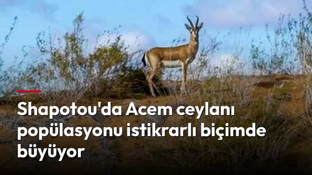 Shapotou’daki çalılık ve kumlu arazide duran bir Acem ceylanı.