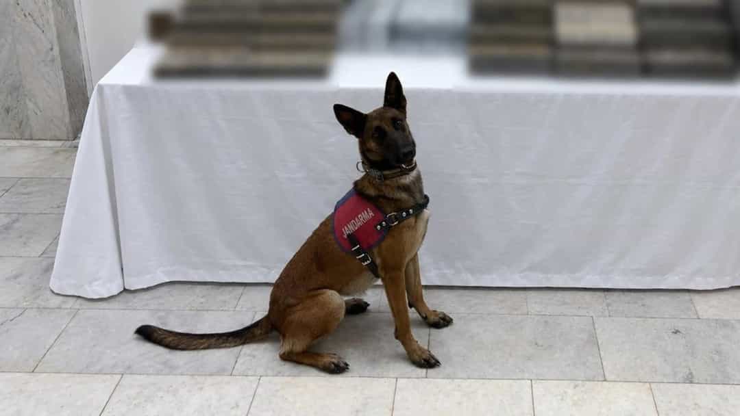 Kaçak sigara paketlerinin önünde oturan narkotik arama köpeği