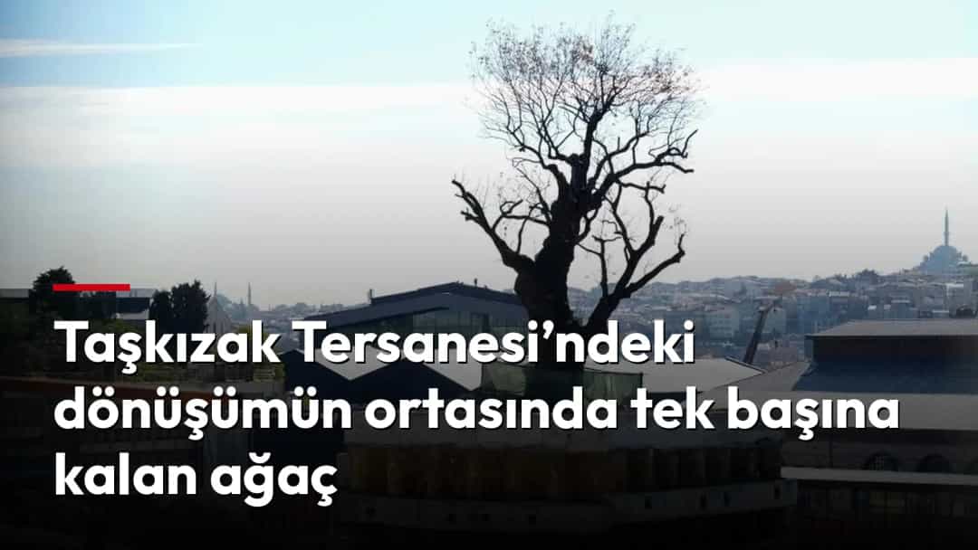 Taşkızak Tersanesi’ndeki yapıların arasında yükselen yalnız ağaç